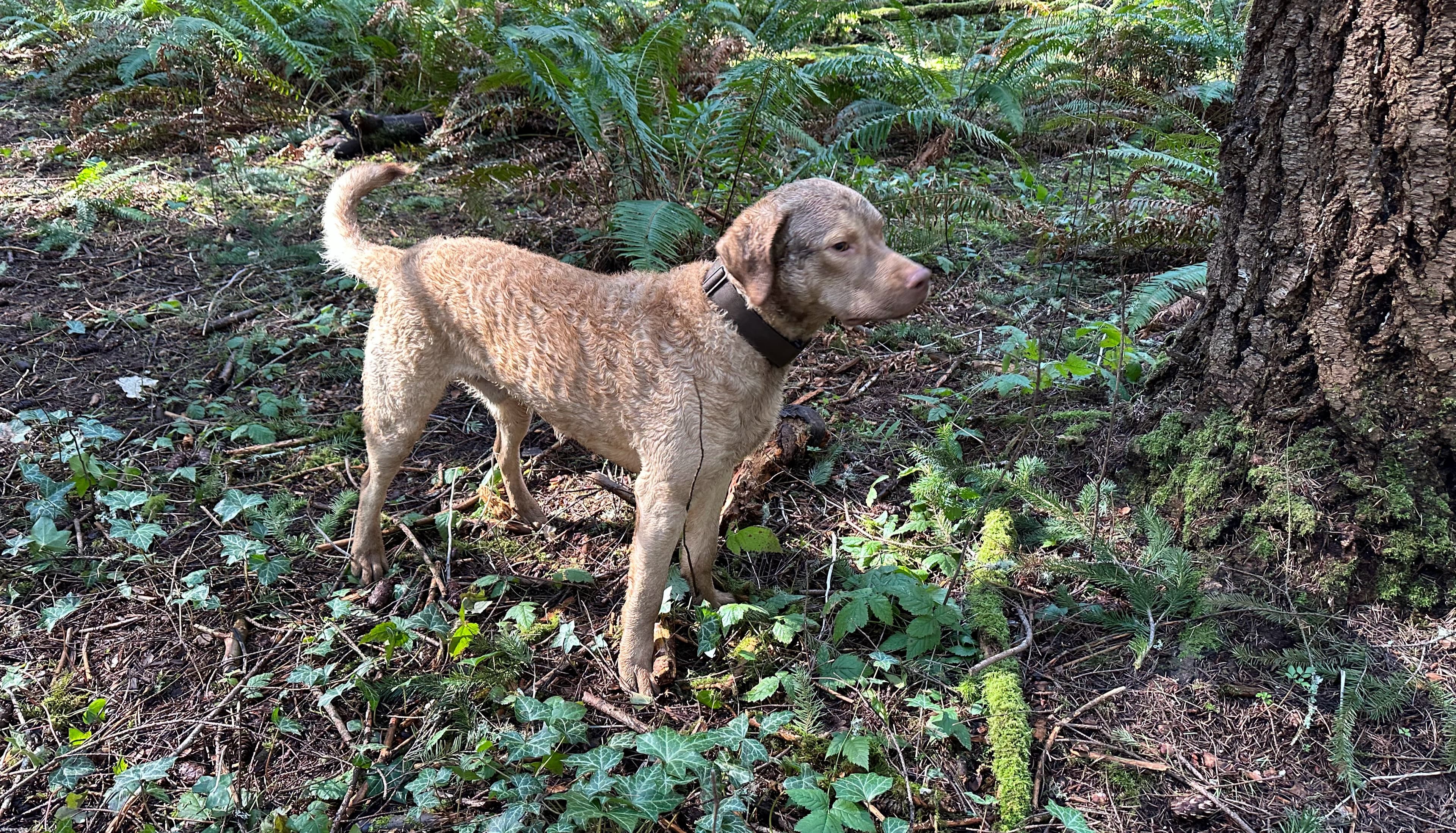 Cedar Sentinal Of The Woods